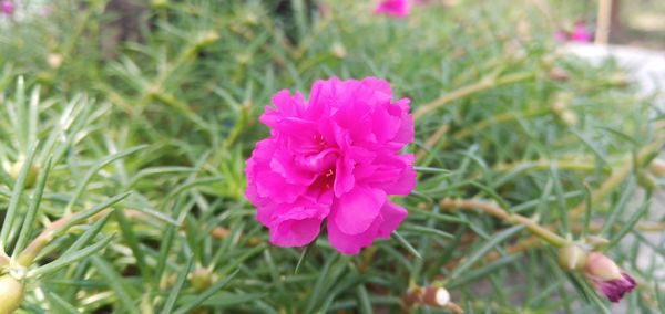 Close-up of pink flower on field