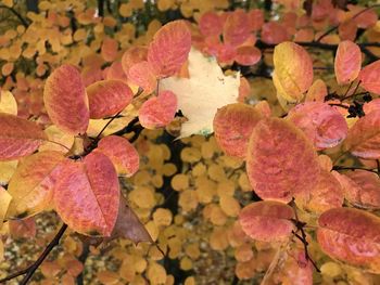 Close-up of autumnal leaves