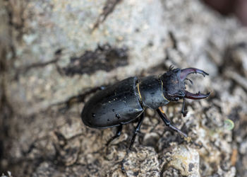 Close-up of insect on rock