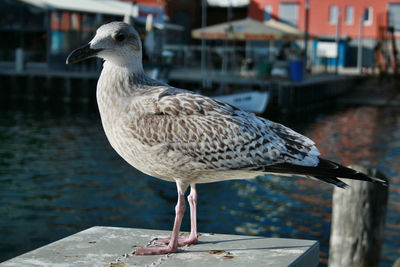 Seagull against lake