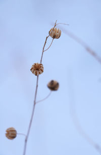 Close-up of flowers against blurred background