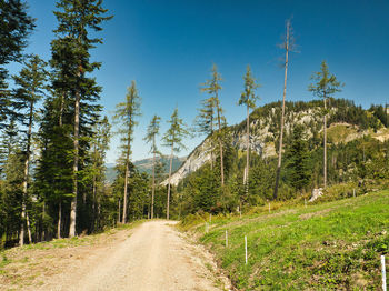 Dirt road amidst pine trees against sky