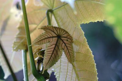 Close-up of plant