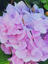 Close-up of pink hydrangea flowers