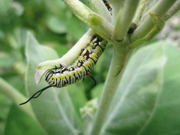 Close-up of caterpillar on plant