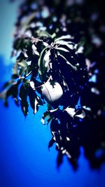 Close-up of plant against blue sky