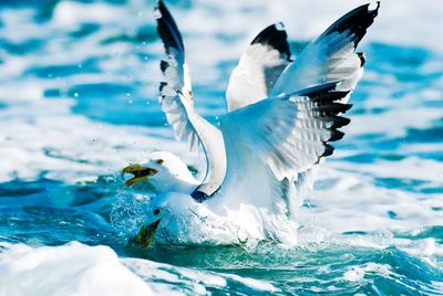 Seagulls flying over sea