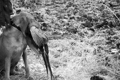 Dog carrying bird in mouth while standing on field