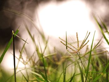 Close-up of grass growing on field