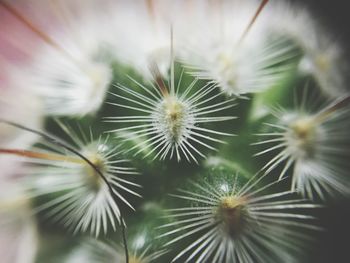 Full frame shot of flowers