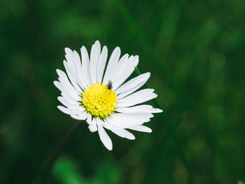 Close-up of daisy flower