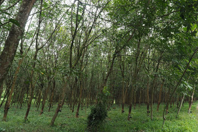 Trees growing in forest