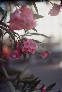 Close-up of pink flower