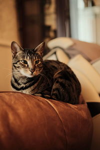 Cat on couch