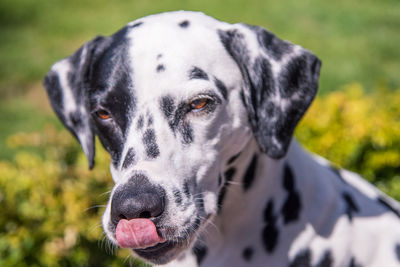 Close-up of dog