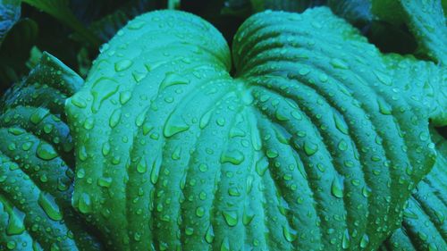 Full frame shot of fresh green leaf