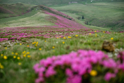 Scenic view of purple flowers on field