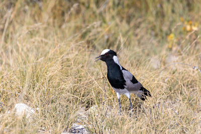 Close-up of bird perching on field