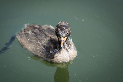 High angle view of bird swimming in lake