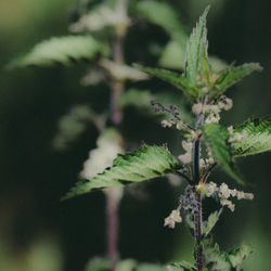 Close-up of plant