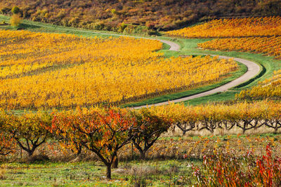 Scenic view of agricultural field