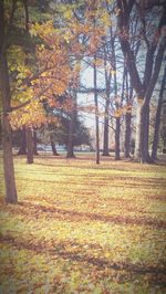 Autumn trees in field