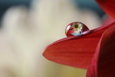 Close-up of red flowering plant