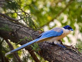 Close-up of bird perching on tree