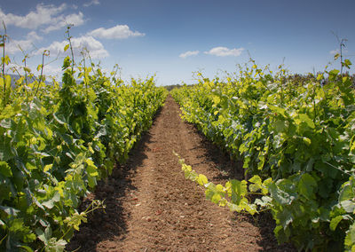 Scenic view of corn field against sky