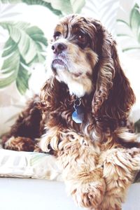 Cute dog sitting on bed at home