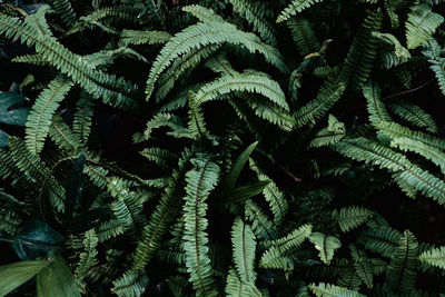 High angle view of fern leaves on tree