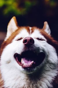 Close-up portrait of dog yawning