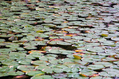 Autumn leaves floating on water