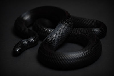 Mexican black kingsnake