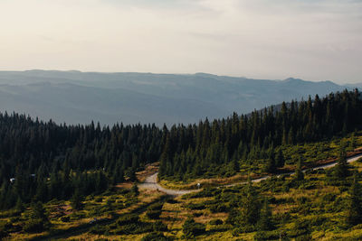 Scenic view of sunkissed pine forest in the mountains 