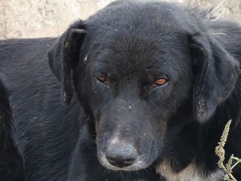 Close-up portrait of black dog