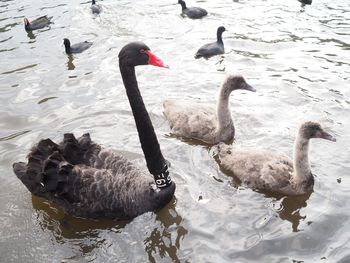Swans swimming in lake