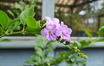 Close-up of pink flowering plant