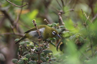 Close-up of bird perching on tree