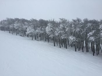 Trees on snow covered field against sky