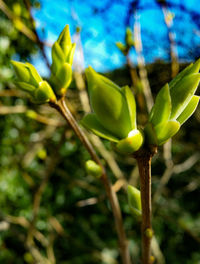 Close-up of lizard on tree