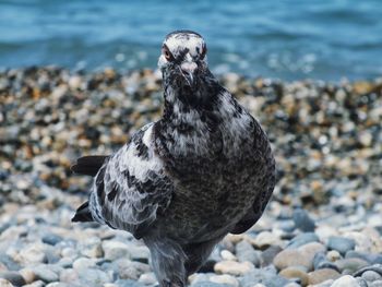 Close-up of seagull on rock