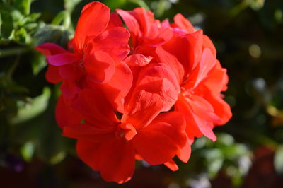 Close-up of pink rose blooming in garden