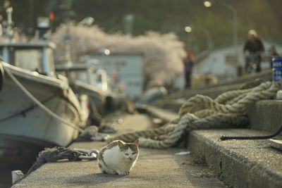 Cat living in okishima island with cherry blossom in full bloom