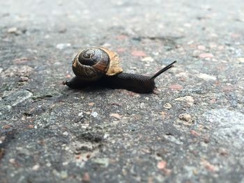 Close-up of snail on white surface