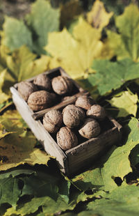 Fall still life italian walnuts fruit in wooden basket on maple leaves background