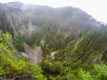 High angle view of trees in forest