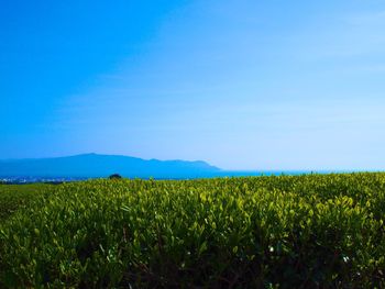 Scenic view of field against blue sky