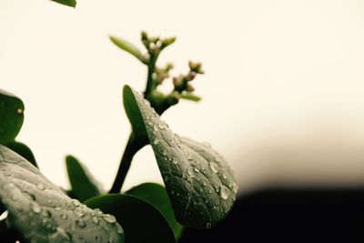 Close-up of plant against clear sky