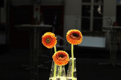 Close-up of flowers blooming